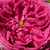 Rose - Ancien rosiers de jardin - Aurelia Liffa